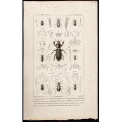 Gravure de 1844 - Tenebrionidae ( Crypticus, Opatrum, Corticus...) - 1
