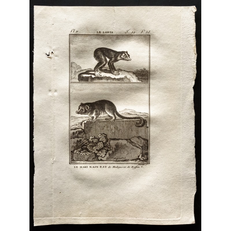 Gravure de 1799 - Le loris, le maki nain rat de Magadascar - 1