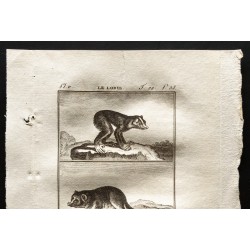 Gravure de 1799 - Le loris, le maki nain rat de Magadascar - 2