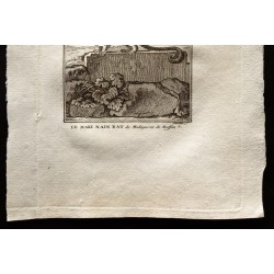 Gravure de 1799 - Le loris, le maki nain rat de Magadascar - 3