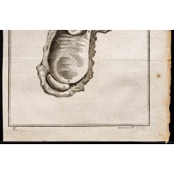 Gravure de 1781 - Intestins - 3