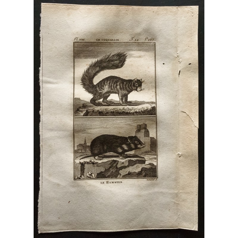 Gravure de 1799 - Le hamster, le coqualin - 1