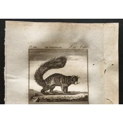 Gravure de 1799 - Le hamster, le coqualin - 2