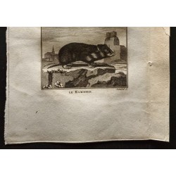 Gravure de 1799 - Le hamster, le coqualin - 3