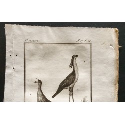 Gravure de 1801 - Le secrétaire ou message, le kamichi [Oiseaux] - 2