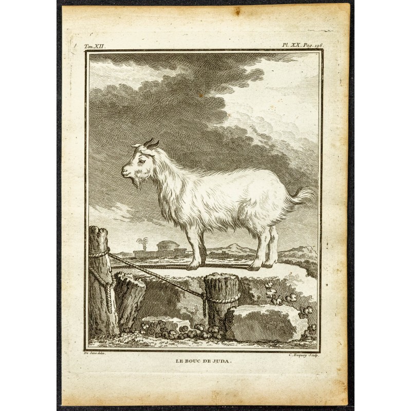 Gravure de 1764 - Vue d'un Bouc - 1