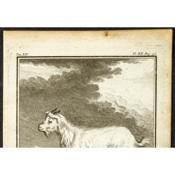 Gravure de 1764 - Vue d'un Bouc - 2