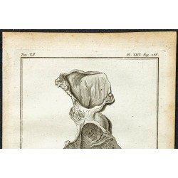 Gravure de 1764 - Estomac de la gazelle corine - 2
