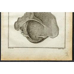 Gravure de 1764 - Estomac de la gazelle corine - 3