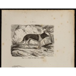 Gravure de 1867 - Métis de loup & dingo d'Australie - 2
