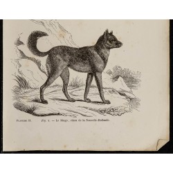 Gravure de 1867 - Métis de loup & dingo d'Australie - 3