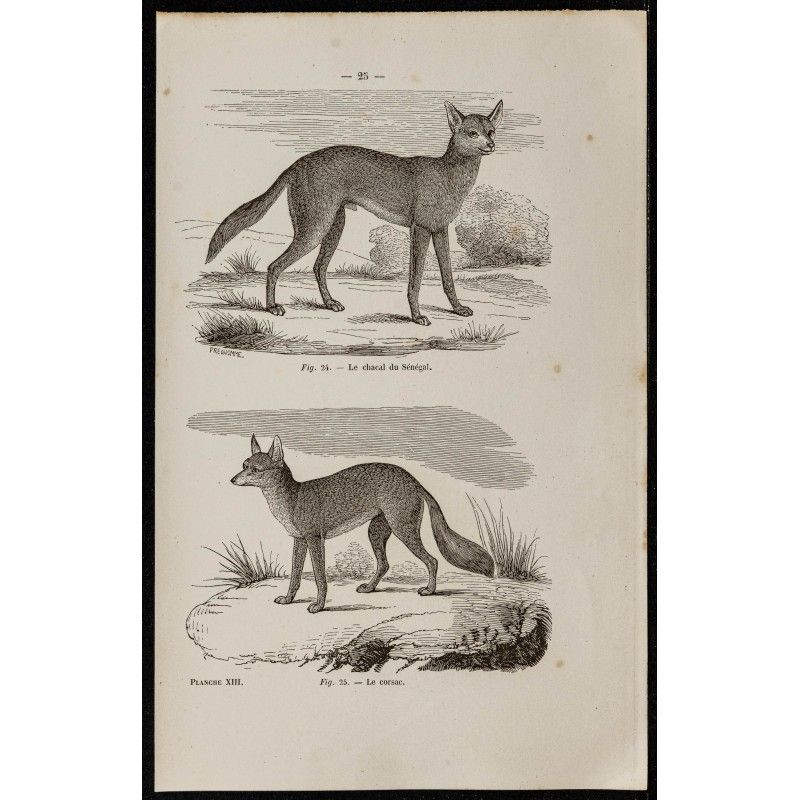 Gravure de 1867 - Chacal du Sénégal et corsac - 1