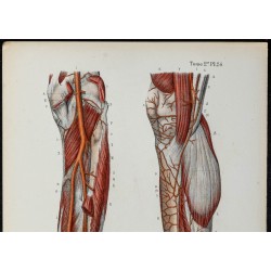 Gravure de 1866 - Angiologie & Artères de la jambe - 2