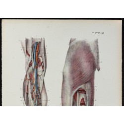 Gravure de 1866 - Aponévroses de la cuisse et de la jambe - 2