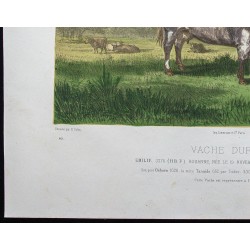 Gravure de 1873 - Taureau durham (Shorthorn) - 4