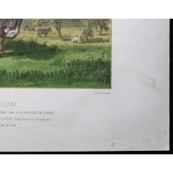 Gravure de 1873 - Taureau durham (Shorthorn) - 5