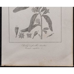 Gravure de 1846 - Olivier de Bohême - 3