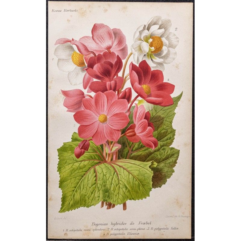 Gravure de 1887 - Bégonias hybrides - 1