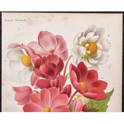 Gravure de 1887 - Bégonias hybrides - 2