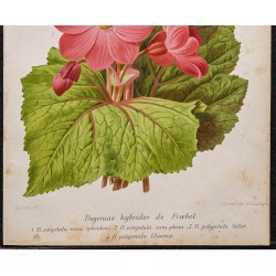 Gravure de 1887 - Bégonias hybrides - 3