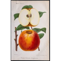 1868 - Pomme Reinette d'Angleterre 