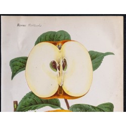 1868 - Pomme Reinette d'Angleterre 