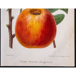 1868 - Pomme Reinette d'Angleterre 