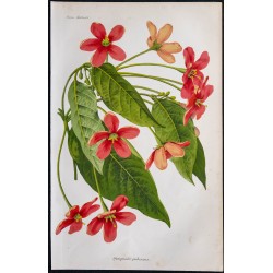 1868 - Rangoon Creeper (Quisqualis pubescens) 