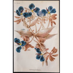 1868 - Cochliostema jacobianum 