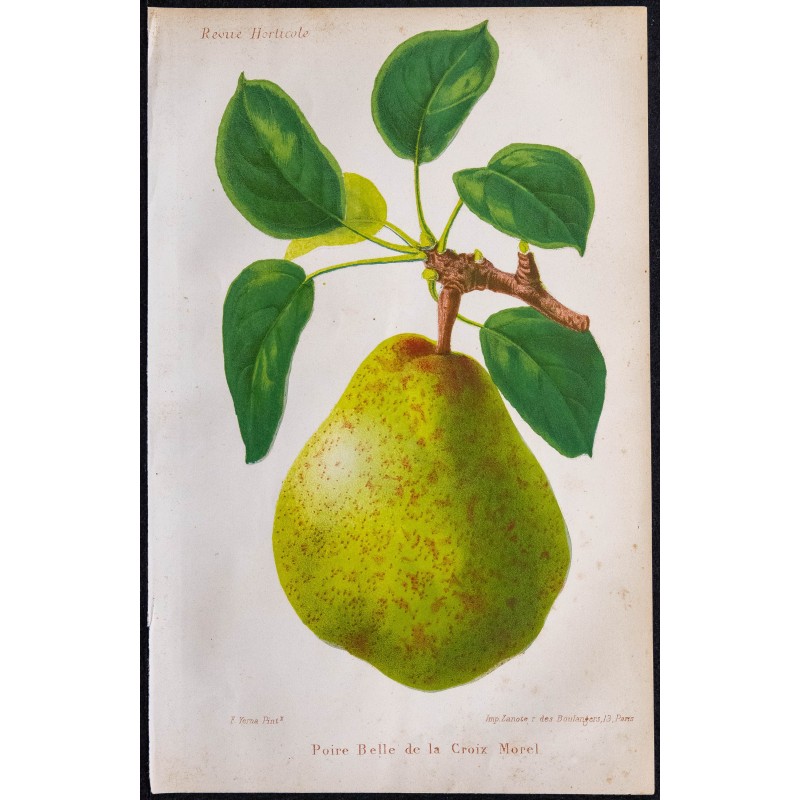 1868 - Poire Belle de la Croix Morel 