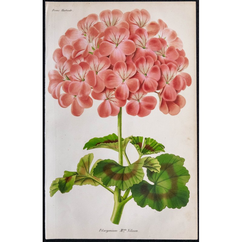 1868 - Pélargonium Mlle Nilsson (Géranium) 