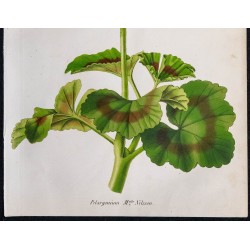 1868 - Pélargonium Mlle Nilsson (Géranium) 