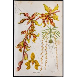1868 - Orchidée Vanda Lowii 