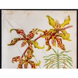 1868 - Orchidée Vanda Lowii 