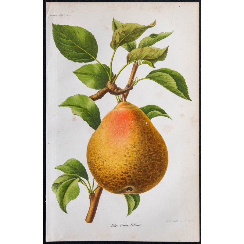 1868 - Poire Comte Lelieur 