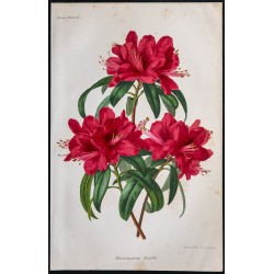 1868 - Rhododendron Rovellii 