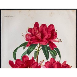 1868 - Rhododendron Rovellii 