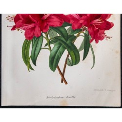 1868 - Rhododendron Rovellii 