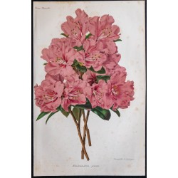 1868 - Rhododendron precox 