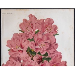 1868 - Rhododendron precox 