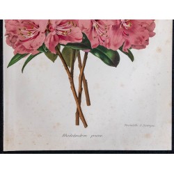 1868 - Rhododendron precox 