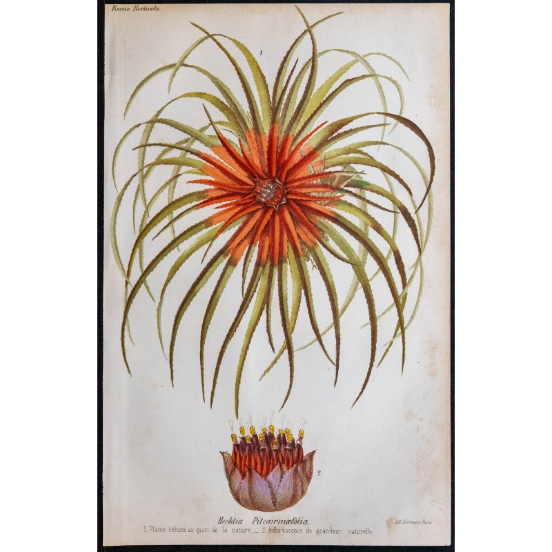 1868 - Hechtia pitcairniaefolia 