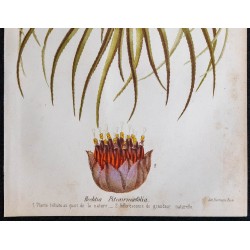 1868 - Hechtia pitcairniaefolia 