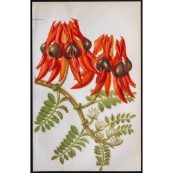 1868 - Clianthus formosus (Sturt's Desert Pea) 