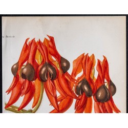 1868 - Clianthus formosus (Sturt's Desert Pea) 