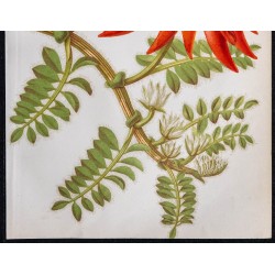 1868 - Clianthus formosus (Sturt's Desert Pea) 