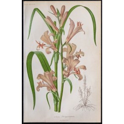 1868 - Lis Thompson (Lilium thompsonianum) 
