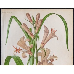 1868 - Lis Thompson (Lilium thompsonianum) 