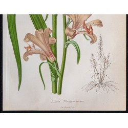 1868 - Lis Thompson (Lilium thompsonianum) 