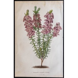 1868 - Tremandra ericifolia hirsuta 